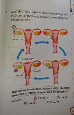 Kafaden
7. Aşağıdaki şekil dişilerin menstruasyon döngüsün-
de üreme organlarında meydana gelen değişimleri
göstermektedir.
Yumurta
Fallopi tüpü
Ovaryum
Uterus
Dişi üreme sisteminde oogenez olayı numara-
landırılan evrelerin hangilerinde gerçekleşir?
B) Yalnız IV
C) I ve III
D) II ve III E) III ve IV
A) Yalnız!
28