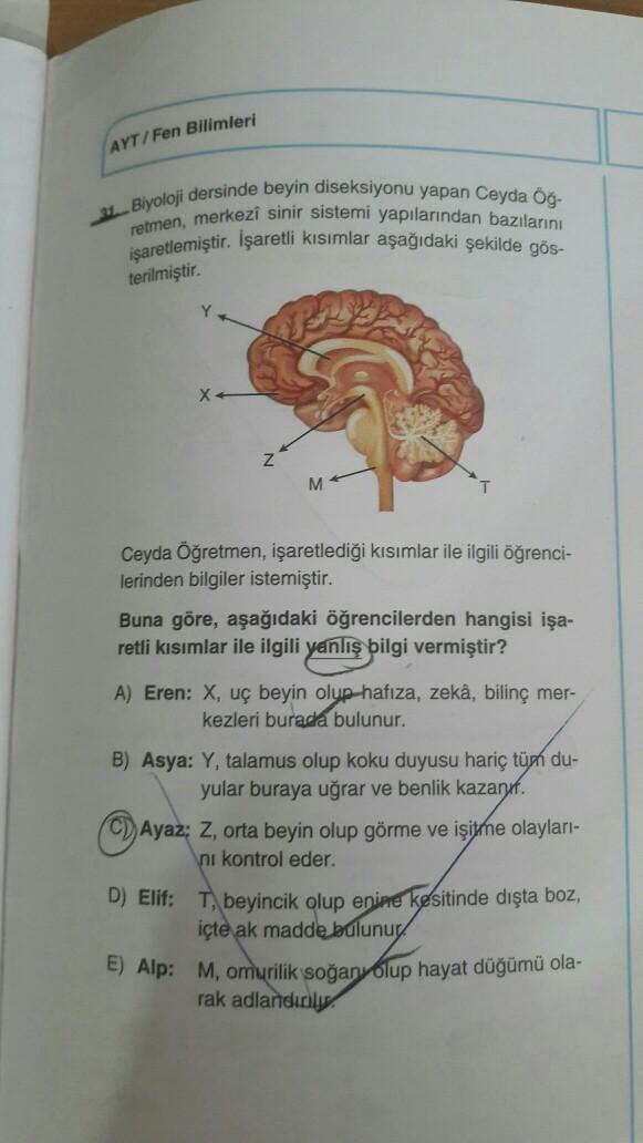 AYT/Fen Bilimleri
Biyoloji dersinde beyin diseksiyonu yapan Ceyda Oğ-
retmen, merkezi sinir sistemi yapılarından bazılarını
işaretlemiştir. İşaretli kısımlar aşağıdaki şekilde gös-
terilmiştir.
M
Ceyda Öğretmen, işaretlediği kısımlar ile ilgili öğrenci-
le