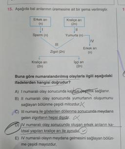 15. Aşağıda bal arılarının üremesine ait bir şema verilmiştir.
1
Erkek ari
(n)
Kraliçe ari
(2n)
II
Yumurta (n)
Sperm (n)
IV
III
Zigot (2n)
Erkek arı
(n)
Kraliçe ari
(2n)
İşçi ari
(2n)
Buna göre numaralandırılmış olaylarla ilgili aşağıdaki
ifadelerden hangisi doğrudur?
A) I numaralı olay sonucunda kalitsal çeşitlilik sağlanır.
B) Il numaralı olay sonucunda yumurtanın oluşumunu
sağlayan bölünme çeşidi mitozdur.X
C) III numara ile gösterilen döllenme sonucunda meydana
gelen zigotların hepsi dişidir.
D) IV numaralı olay sonucunda oluşan erkek arıların ka-
litsal yapıları kraliçe arı ile aynıdır.
E) IV numaralı olayın meydana gelmesini sağlayan bölün-
me çeşidi mayozdur.