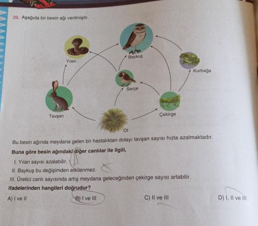 20. Aşağıda bir besin ağı verilmiştir.
Baykuş
Yılan
Kurbağa
Serçe
Tavşan
Çekirge
Ot
Bu besin ağında meydana gelen bir hastalıktan dolayı tavşan sayısı hızla azalmaktadır.
Buna göre besin ağındaki
diğer canlılar ile ilgili,
I. Yilan sayısı azalabilir.
II. B