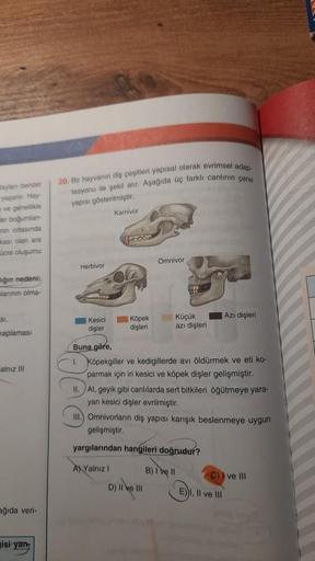 20. Bir hayvanin diş çeşitleri yapisal olarak evrimsel adap-
tasyonu ile şekil alır. Aşağıda üç farklı canlinin çene
inya benzor
yasanir. Hay
ve genellikle
Her bogumian
nin ortasında
si olan ara
yapısı gösterilmiştir
Karnivor
ücre oluşumu
Omnivor
Herbivor