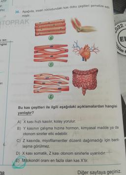 ATP
P.
PH
36. Aşağıda, insan vücudundaki kas doku çeşitleri şematize edil-
miştir.
TOPRAK
2022
X
El
1 SO-
ngisi
Y
an
Z
Bu kas çeşitleri ile ilgili aşağıdaki açıklamalardan hangisi
yanlıştır?
A) X kasi hızlı kasılır, kolay yorulur.
B) Y kasının çalışma hızına hormon, kimyasal madde ya da
otonom sinirler etki edebilir.
C) Z kasında, miyofilamentler düzenli dağılmadığı için bant-
laşma görülmez.
D) X kasi somatik, Z kası otonom sinirlerle uyarılıdır. +
E) Mitokondri oranı en fazla olan kas X'tir.
38
Diğer sayfaya geçiniz.
