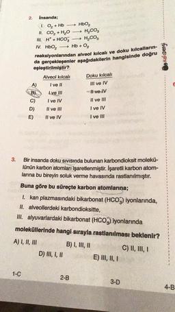 2.
insanda;
+
1.02 + Hb - HBO2
II. CO2 + H2O
-→ H2CO3
III. H* + HCO3
H2CO,
-→ Hb + O2
reaksiyonlarından alveol kılcalı ve doku kılcalların-
da gerçekleşenler aşağıdakilerin hangisinde doğru
eşleştirilmiştir?
IV. HbO2
Co Kafa Dengi
Alveol kılcali
Doku kılcali
I ve II
III ve IV
E
I ve III
Il ve IV
A)
B)
C)
D)
E)
I ve IV
Il ve III
Il ve III
I ve IV
Il ve IV
ve III
3.
Bir insanda doku sivisinda bulunan karbondioksit molekü-
lünün karbon atomları işaretlenmiştir. İşaretli karbon atom-
larına bu bireyin soluk verme havasında rastlanılmıştır.
Buna göre bu süreçte karbon atomlarına;
I. kan plazmasındaki bikarbonat (HCO3) iyonlarında,
II. alveollerdeki karbondioksitte,
III. alyuvarlardaki bikarbonat (HCO3) iyonlarında
moleküllerinde hangi sırayla rastlanılması beklenir?
A) I, II, III
B) I, III, II
C) II, III, I
D) III, I, II
E) III, II, I
1
1-C
2-B
3-D
4-B
