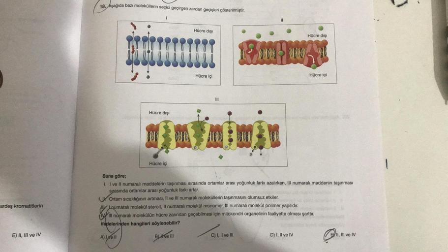 18. Aşağıda bazı moleküllerin seçici geçirgen zarda… Biyoloji 18. Aşağıda bazı moleküllerin seçici geçirgen zarda… Biyoloji