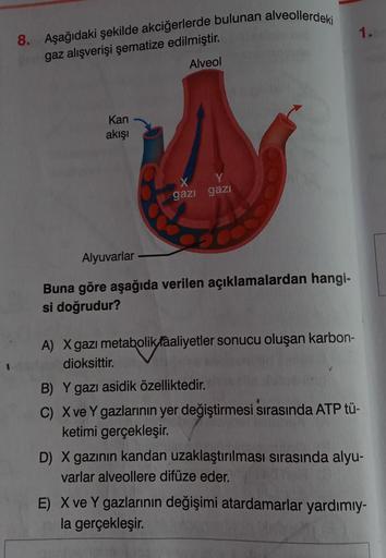 1.
8. Aşağıdaki şekilde akciğerlerde bulunan alveollerdeki
gaz alışverişi şematize edilmiştir.
Alveol
Kan
akışı
gazi
gazi
Alyuvarlar
Buna göre aşağıda verilen açıklamalardan hangi-
si doğrudur?
A) X gazi metabolik faaliyetler sonucu oluşan karbon-
dioksitt