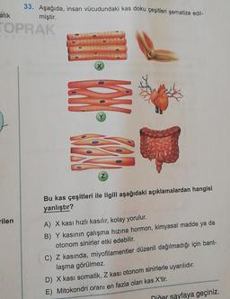 33. Aşağıda, insan vücudundaki kas doku çeşitleri şematize edil-
atik miştir.
TOPRAK
12. W
Z
Bu kas çeşitleri ile ilgili aşağıdaki açıklamalardan hangisi
yanlıştır?
rilen
A) X kasi hızlı kasılır, kolay yorulur.
B) Y kasının çalışma hızına hormon, kimyasal madde ya da
otonom sinirler etki edebilir.
C) Z kasında, miyofilamentler düzenli dağılmadığı için bant-
laşma görülmez.
D) X kasi somatik, Z kasi otonom sinirlerle uyarılıdır.
E) Mitokondri oranı en fazla olan kas X'tir.
niñer sayfaya geçiniz.