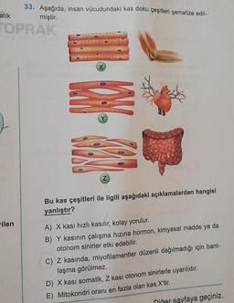 33. Aşağıda, insan vücudundaki kas doku çeşitleri şematize edil-
atik miştir.
TOPRAK
12. W
Z
Bu kas çeşitleri ile ilgili aşağıdaki açıklamalardan hangisi
yanlıştır?
rilen
A) X kasi hızlı kasılır, kolay yorulur.
B) Y kasının çalışma hızına hormon, kimyasal madde ya da
otonom sinirler etki edebilir.
C) Z kasında, miyofilamentler düzenli dağılmadığı için bant-
laşma görülmez.
D) X kasi somatik, Z kasi otonom sinirlerle uyarılıdır.
E) Mitokondri oranı en fazla olan kas X'tir.
niñer sayfaya geçiniz.
