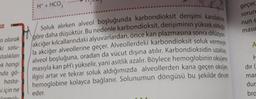 H+ + HCO3
geçer.
sorun
nun e
IZ
masi
A
n olarak
ki solu-
stalıklar
Soluk alırken alveol boşluğunda karbondioksit derişimi kandakine
göre daha düşüktür. Bu nedenle karbondioksit, derişiminin yüksek olduğu
akciğer kılcallarındaki alyuvarlardan, önce kan plazmasına sonra difüzyon
la akciğer alveollerine geçer. Alveollerdeki karbondioksit soluk vermeyle
alveol boşluğuna, oradan da vücut dışına atılır
. Karbondioksidin uzaklas
.
masıyla kan pH'i yükselir, yani asitlik azalır
. Böylece hemoglobinin oksijene
ilgisi artar ve tekrar soluk aldığımızda alveollerden kana geçen oksijen
hemoglobine kolayca bağlanır. Solunumun döngüsü bu şekilde devan
eder.
ok hangi
nda gö-
hasta-
si için ne
H
dir
mar
dur
bra