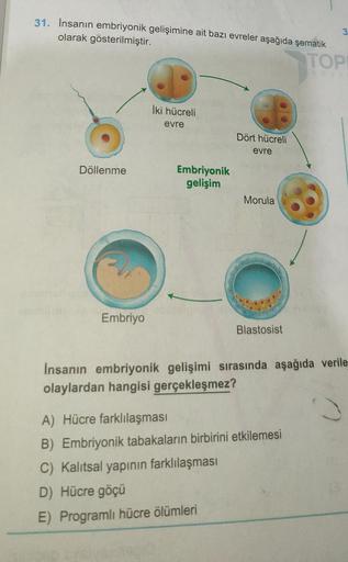 31. Insanın embriyonik gelişimine ait bazı evreler aşağıda şematik
olarak gösterilmiştir.
TOP
3
İki hücreli
evre
Dört hücreli
evre
Döllenme
Embriyonik
gelişim
Morula
Embriyo
Blastosist
İnsanın embriyonik gelişimi sırasında aşağıda verile
olaylardan hangisi