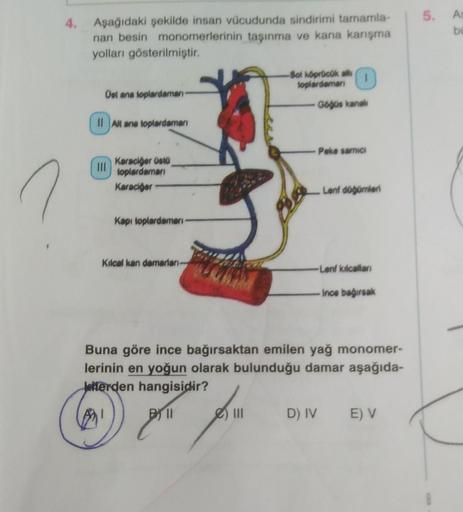 5.
4.
A
be
Aşağıdaki şekilde insan vücudunda sindirimi tamamla-
nan besin monomerlerinin taşınma ve kana karisma
yolları gösterilmiştir.
-Bol koproduk alle
toplardamani
1
Ostana toplardamar
Gobüs kanal
Il Al ana toplardamari
Poke sarnici
Karaciğer Osto
top