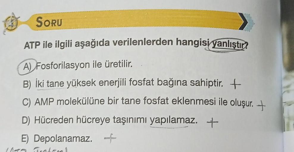 SORU
ATP ile ilgili aşağıda verilenlerden hangisi yanlıştır?
A) Fosforilasyon ile üretilir.
B) İki tane yüksek enerjili fosfat bağına sahiptir. +
C) AMP molekülüne bir tane fosfat eklenmesi ile oluşur
. +
D) Hücreden hücreye taşınımı yapılamaz. +
E) Depola