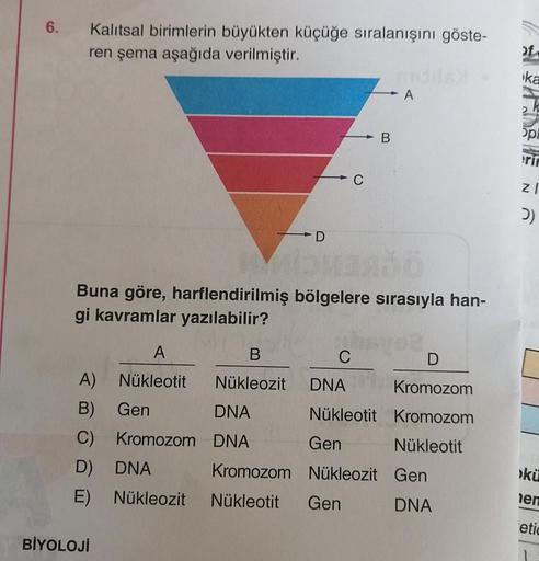 6.
Kalıtsal birimlerin büyükten küçüğe sıralanışını göste-
ren şema aşağıda verilmiştir.
2f
ika
A
B
op!
C
ZI
UN
D)
D
Buna göre, harflendirilmiş bölgelere sırasıyla han-
gi kavramlar yazılabilir?
A
B
C
D
A) Nükleotit Nükleozit DNA Kromozom
B) Gen
DNA Nükleo