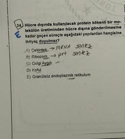 1
34.) Hücre dışında kullanılacak protein kökenli bir mo-
lekülün üretiminden hücre dışına gönderilmesine
kadar geçen süreçte aşağıdaki yapılardan hangisine
ihtiyaç duyulmaz?
A Çekirdek MRNA senka
B) Ribozom - prt sentez
→
C) Golgi Aygıt:
D) Koful
E) Granülsüz endoplazmik retikulum