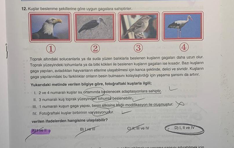 12. Kuşlar beslenme şekillerine göre uygun gagalara sahiptirler.
(1
( 2
3
4)
Toprak altındaki solucanlarla ya da suda yüzen balıklarla beslenen kuşların gagaları daha uzun olur.
Toprak yüzeyindeki tohumlarla ya da bitki kökleri ile beslenen kuşların gagala