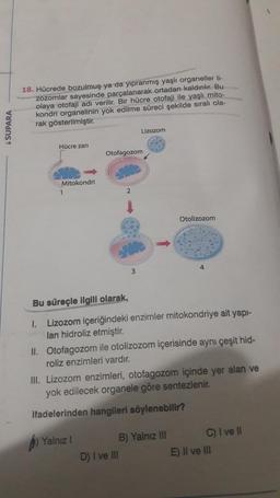18. Hücrede bozulmuş ya da yıpranmış yaşlı organeller li-
zozomlar sayesinde parçalanarak ortadan kaldırılır. Bu
olaya otofaji adı verilir. Bir hücre otofaji ile yaşlı mito-
kondri organelinin yok edilme süreci şekilde sıralı ola-
rak gösterilmiştir.
S SUPARA
Lizozom
Hücre zari
Otofagozom
Mitokondri
2
Otolizozom
4
3
Bu süreçle ilgili olarak,
I. Lizozom içeriğindeki enzimler mitokondriye ait yapi-
ları hidroliz etmiştir.
II. Otofagozom ile otolizozom içerisinde aynı çeşit hid-
roliz enzimleri vardır.
III. Lizozom enzimleri, otofagozom içinde yer alan ve
yok edilecek organele göre sentezlenir.
ifadelerinden hangileri söylenebilir?
A) Yalnizi B) Yalnız III C) I ve il
D) I ve III
E) II ve III
