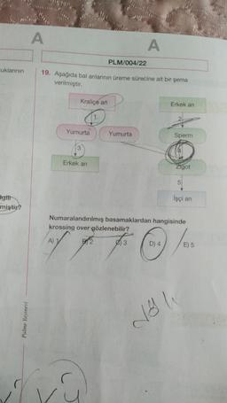 A
A
PLM/004/22
cuklarının
19. Aşağıda bal anlarının üreme sürecine ait bir şema
verilmiştir.
Kraliçe an
P
Erkek an
2
Yumurta
Yumurta
Sperm
3
Erkek ari
Zigot
5
İşçi an
tgitt
miştir?
Numaralandırılmış basamaklardan hangisinde
krossing over gözlenebilir?
A) 1
B) 2
3
D) 4
E) 5
Palme Yayınevi
da u
r