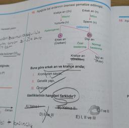 16. Aşağıda bal arılarının üremesi şematize edilmiştir.
Kraliçe ari (2n)
Erkek ari (n)
Mitoz
Mayoz
Sperm (n)
18. Aşa
Yumurta (n)
Döllenme
Hareketli piston
n
2n
Dişi ari
sobit basindi o bunguic's Partenogenez
in ano bifsue dare
Erkek arı
(Üretken)
Özel
beslenme
itker
Normal
beslenme
ada bulunan CO2(g)
Kraliçe ari
Türetken)
işçi ani
(Kisir)
diğinde;
Buna göre erkek arı ve kraliçe arida;
s(P)
1. Kromozom sayıst,
II. Genetik yapı,
III. Cinsiyet
özelliklerinin hangileri farklıdır?
P
A) Yalnız
B) Valnız H.
Zaman
C) I ve III
D) II e III
E) I, II ve III
bi - basinglik
