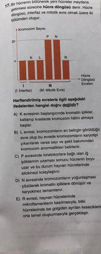 17. Bir hücrenin bölünerek yeni hücreler meydana
getirmesi sürecine hücre döngüsü denir. Hücre
döngüsü, interfaz ve mitotik evre olmak üzere iki
bölümden oluşur.
Kromozom Sayısı
P N
2n
K L
R
n
Hücre
Döngüsü
Evreleri
M
(M: Mitotik Evre)
(I: İnterfaz)
Harfle