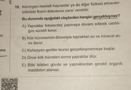 ME
3
10. Kemirgen memeli hayvanlar ya da diğer fiziksel etmenler
bitkideki floem dokusuna zarar verebilir.
Bu durumda aşağıdaki olaylardan hangisi gerçekleşmez?
A) Yapraklar fotosentez yapmaya devam ederek canlili-
ğını sürekli korur.
B) Kök hücrelerinin ölmesiyle topraktan su ve mineral ali-
mi durur.
ISI
ina
C) Kohezyon-gerilim teorisi gerçekleşmemeye başlar.
D) Önce kök hücreleri sonra yapraklar ölür.
E) Bitki kökleri gövde ve yapraklardan gerekli organik
maddeleri alamaz.