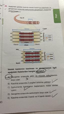 x
i-
28. Aşağıdaki şekilde insanda iskelet kaslarının kasılması ve
gevşemesi sırasında sarkomerde gerçekleşen değişimler
gösterilmistir
i-
Fen
Kas lifi
Sarkomer
karekök
Sarkomer
z çizgisi
A Bandi
Gevşemiş kas
H Bandi
I Bandi
H Bandi
I Bandi
I Bandi
A Bandi
Sarkomer
Aktin
A Bandi
Kasılmış kas
H Bandi
I Bandi
oc
po
Miyozin
İskelet kaslarının kasılması ve gevşemesiyle ilgili
aşağıdaki ifadelerden hangisi yanlıştır?
de
v
At Gevşeme sırasında aktin ve miyozin iplikçiklerinin
boyu uzar. X
B) Kasılma sırasında Z çizgileri birbirine yaklaşır.
C) Sarkomerde kasılmanın başlamasını motor sinirler
uyarır.
D) Gevşeme sırasında sarkomerin boyu uzar.
E) Kasılma sırasında I bandı ve H bandı daralır.
kasilim
43