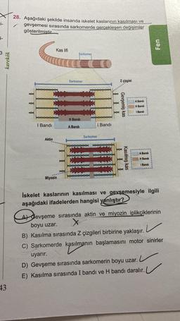 x
i-
28. Aşağıdaki şekilde insanda iskelet kaslarının kasılması ve
gevşemesi sırasında sarkomerde gerçekleşen değişimler
gösterilmistir
i-
Fen
Kas lifi
Sarkomer
karekök
Sarkomer
z çizgisi
A Bandi
Gevşemiş kas
H Bandi
I Bandi
H Bandi
I Bandi
I Bandi
A Bandi
Sarkomer
Aktin
A Bandi
Kasılmış kas
H Bandi
I Bandi
oc
po
Miyozin
İskelet kaslarının kasılması ve gevşemesiyle ilgili
aşağıdaki ifadelerden hangisi yanlıştır?
de
v
At Gevşeme sırasında aktin ve miyozin iplikçiklerinin
boyu uzar. X
B) Kasılma sırasında Z çizgileri birbirine yaklaşır.
C) Sarkomerde kasılmanın başlamasını motor sinirler
uyarır.
D) Gevşeme sırasında sarkomerin boyu uzar.
E) Kasılma sırasında I bandı ve H bandı daralır.
kasilim
43
