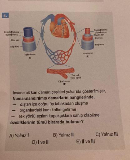 Endotol tabaka
(Epitd doku)
Endotel tabaka
(Epitel doku)
Elastik zar
Düz kas
Düz kas
Bağ doku
Bag doku
Atardamar
Toplardamar
d)
Tek kath
yassi epitel
Kical damar
Insana ait kan damarı çeşitleri yukarıda gösterilmiştir.
Numaralandırılmış damarların hangiler