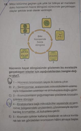 18. Mitoz bölünme geçiren çok yillik bir bitkiye ait meristem
doku hücresinin hücre döngüsü sürecinde gerçekleşen
olaylar şekilde sıralı olarak verilmiştir.
1
2
5
Bitki
hücresinde
hücre
döngüsü
vy
4
3
Hücrenin hayat döngüsünde gözlenen bu evrelerde
gerçekl