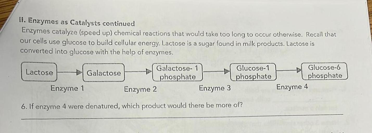 11. Enzymes as Catalysts continued Enzymes catalyze Biology