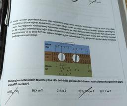 E) ve N
12. Hücre zarından geçebilecek boyutta olan moleküllerin geçişi, temel olarak bu moleküllerin ortam ile hücre arasındaki
konsantrasyonuna bağlıdır. Moleküllerin çok yoğun olduğu yerden az yoğun olduğu yere doğru geçişine pasif taşıma
denir. Pasif taşımada hücresel enerji harcanmaz. Aktif taşıma ise ortam ile hücre arasında yoğunluk farkı olmadığında
ya da az yoğun ortamdan çok yoğun ortama moleküllerin taşınmasıdır. Pasif taşımanın aksine aktif taşımada hücresel
enerji harcanir ve bu enerji ATP'den sağlanır. Oksijen (0,) ve karbondioksit (CO2) gibi gazların zardan geçişi ise sadece
pasif taşıma ile gerçekleşir.
Hücre
dışı
0, ZX Y Z
ZY
Z
Hücre (918
333
zari
120 0
83333
883318
Hücre
içi
Aku
thyme
X X Z ZY
X
CO
X Y X
Buna göre moleküllerin taşınma yönü okla belirtildiği gibi olan bir hücrede, moleküllerden hangilerinin geçişi
için ATP harcanır?
A) O2, CO2
,
B) X ve Y
C) X ve Z
D) 02, 60, ve Z
E) X, Y ve Z
