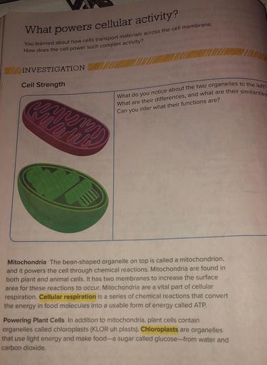 What powers cellular activity?
You learned about how cells transport materials across the cell membrane.
How does the cell power such complex activity?
INVESTIGATION
Cell Strength
What do you notice about the two organelles to the left?
What are their differences, and what are their similarities
Can you infer what their functions are?
Mitochondria The bean-shaped organelle on top is called a mitochondrion,
and it powers the cell through chemical reactions. Mitochondria are found in
both plant and animal cells. It has two membranes to increase the surface
area for these reactions to occur. Mitochondria are a vital part of cellular
respiration. Cellular respiration is a series of chemical reactions that convert
the energy in food molecules into a usable form of energy called ATP.
Powering Plant Cells In addition to mitochondria, plant cells contain
organelles called chloroplasts (KLOR uh plasts). Chloroplasts are organelles
that use light energy and make food-a sugar called glucose--from water and
carbon dioxide.