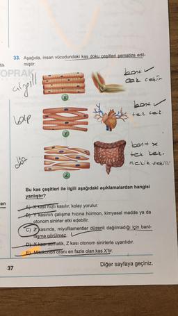 33. Aşağıda, insan vücudundaki kas doku çeşitleri şematize edil-
tik
miştir.
OPRAK
bon
cok cekic
argill
best w
ter cel.
hole
bont x
teu cer.
dist
Merik sekill!
Z
Bu kas çeşitleri ile ilgili aşağıdaki açıklamalardan hangisi
yanlıştır?
len
A) *kasi hızlı kasılır, kolay yorulur.
kasının çalışma hızına hormon, kimyasal madde ya da
otonom sinirler etki edebilir.
C) Z kasında, miyofilamentler düzenli dağılmadığı için bant-
laşma görülmez.
DBXkeet somatik, Z kasi otonom sinirlerle uyarılıdır.
EMitokondri oranı en fazla olan kas X'tir.
Diğer sayfaya geçiniz.
37