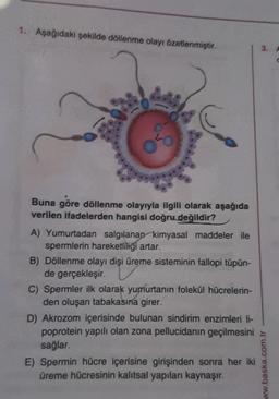 1. Aşağıdaki şekilde döllenme olayı özetlenmiştir.
Buna göre döllenme olayıyla ilgili olarak aşağıda
verilen ifadelerden hangisi doğru değildir?
A) Yumurtadan salgılanan kimyasal maddeler ile
spermlerin hareketliliği artar.
B) Döllenme olayı dişi üreme sisteminin fallopi tüpün-
de gerçekleşir.
C) Spermler ilk olarak yumurtanın folekül hücrelerin-
den oluşan tabakasına girer.
D) Akrozom içerisinde bulunan sindirim enzimleri
poprotein yapılı olan zona pellucidanın geçilmesini
sağlar.
E) Spermin hücre içerisine girişinden sonra her iki
üreme hücresinin kalıtsal yapıları kaynaşır.
ww.baska.com.tr
