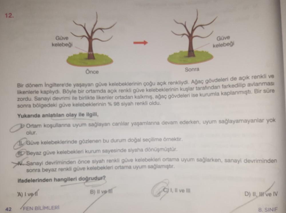 12.
Güve
kelebeği
Güve
kelebeği
Sonra
Once
Bir dönem İngiltere'de yaşayan güve kelebeklerinin çoğu açık renkliydi. Ağaç gövdeleri de açık renkli ve
likenlerle kaplıydı. Böyle bir ortamda açık renkli güve kelebeklerinin kuşlar
tarafından farkedilip avlanmas