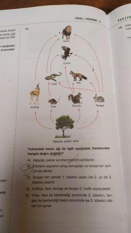 FINAL / DENEME-2
TYT FE
Eses
mad
15
16.
ndide bileşik
en bicinin esit
ramdaki
Yur
Aslan
n aşağıdaki
arasındaki
Kartal
Tilki
Yilan
Antilop
Fare
Sincap
Tavşan
Ağaçlar, çalılar, otlar
1
Yukarıdaki besin ağı ile ilgili aşağıdaki ifadelerden
hangisi doğru değildir?
A) Ağaçlar, çalılar ve otlar ototrof canlılardır.
B) Tilkilerin sayısının artışı sincapları ve tavşanlar aynı
yönde etkiler.
C) Tavşan her zaman 1. tüketici aslan ise 2. ya da 3.
tüketici olabilir.
D) Antilop, fare, sincap ve tavşan 2. trofik düzeydedir.
E) Yilan, fare ile beslendiği zincirinde 2. tüketici, tav-
şan ile beslendiği besin zincirinde ise 3. tüketici ola-
rak rol oynar.
ojen
erin
ur.
in-