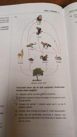 FINAL / DENEME-2
TYT FE
Eses
mad
15
16.
ndide bileşik
en bicinin esit
ramdaki
Yur
Aslan
n aşağıdaki
arasındaki
Kartal
Tilki
Yilan
Antilop
Fare
Sincap
Tavşan
Ağaçlar, çalılar, otlar
1
Yukarıdaki besin ağı ile ilgili aşağıdaki ifadelerden
hangisi doğru değildir?
A) Ağaçlar, çalılar ve otlar ototrof canlılardır.
B) Tilkilerin sayısının artışı sincapları ve tavşanlar aynı
yönde etkiler.
C) Tavşan her zaman 1. tüketici aslan ise 2. ya da 3.
tüketici olabilir.
D) Antilop, fare, sincap ve tavşan 2. trofik düzeydedir.
E) Yilan, fare ile beslendiği zincirinde 2. tüketici, tav-
şan ile beslendiği besin zincirinde ise 3. tüketici ola-
rak rol oynar.
ojen
erin
ur.
in-
