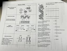 Use the image to the RIGHT to identify the
following structures:
Structre of DNA
N-H
A)
What is the basic unit
(monomer)?
H
O=P
-O
CH2
Nitrogenous
base
(adenine)
Phosphate
group
H
OHM
Sugar
B)
Describe the shape:
DOO
Describe the Orientation
(direction) of