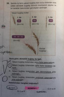 36. Şekilde üç farklı yabani buğday türü ve bu türlerden elde
edilen ekmeklik buğday türünün kromozom sayıları ile
bir karakter bakımından genotipleri verilmiştir.
Yabani buğday türleri
1. tür
2. tür
3. tür
AA
BB
DD
(2n=14)
(2n=14)
(2n=14)
.
:eis
Yayinlan
AA BB DD
(2n=42)
you
Ekmek
buğdayı
->protein
Buna göre; ekmeklik buğday ile ilgili,
1. Yabani buğday türlerinden daha fazla gene sahiptir.
II.) Yabani buğday türlerinden daha fazla karaktere sa-
hiptir.
III. Yabani buğday türlerinden gen teknolojisiyle elde
edilmiştir.
IV. Yabani buğday türlerinden poliploidi çalışmalarıyla
elde edilmiştir.
ifadelerinden hangileri doğrudur?
A) I ve II
By Ivety
C) II ve III
D) Il ve IV
E) I ve
