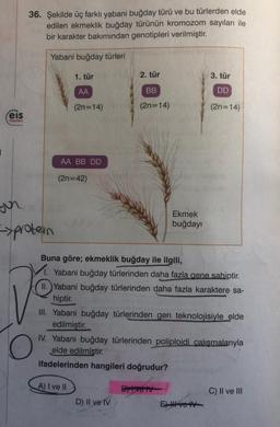 36. Şekilde üç farklı yabani buğday türü ve bu türlerden elde
edilen ekmeklik buğday türünün kromozom sayıları ile
bir karakter bakımından genotipleri verilmiştir.
Yabani buğday türleri
1. tür
2. tür
3. tür
AA
BB
DD
(2n=14)
(2n=14)
(2n=14)
.
:eis
Yayinlan
AA BB DD
(2n=42)
you
Ekmek
buğdayı
->protein
Buna göre; ekmeklik buğday ile ilgili,
1. Yabani buğday türlerinden daha fazla gene sahiptir.
II.) Yabani buğday türlerinden daha fazla karaktere sa-
hiptir.
III. Yabani buğday türlerinden gen teknolojisiyle elde
edilmiştir.
IV. Yabani buğday türlerinden poliploidi çalışmalarıyla
elde edilmiştir.
ifadelerinden hangileri doğrudur?
A) I ve II
By Ivety
C) II ve III
D) Il ve IV
E) I ve
