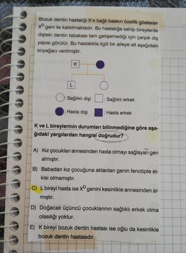 Bozuk dentin hastalığı X'e bağlı baskın özellik gösteren
xºgeni ile kalitlmaktadır. Bu hastalığa sahip bireylerde
dişteki dentin tabakası tam gelişemediği için çarpık diş
yapısı görülür. Bu hastalıkla ilgili bir aileye ait aşağıdaki
soyağacı verilmiştir.
K