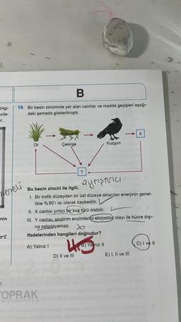 .))
RE
B
bilgi-
cile-
19. Bir besin zincirinde yer alan canlılar ve madde geçişleri aşağı-
daki şemada gösterilmiştir.
X
Çekirge
Kuzgun
Y
ayristrice.
herei
Bu besin zinciri ile ilgili,
1. Bir trofik düzeyden bir üst düzeye aktarılan enerjinin genel-
likle %90'ı isi olarak kaybedilir.
II. X canlısı yırtıcı bir kuş türü olabilir.
III. Y canlısı, sindirim enzimlerini ekzositoz olayı ile hücre dışı-
na salgılayamaz.
ifadelerinden hangileri doğrudur?
nin
ZZ
H.
A) Yalnız!
B) Yalnız 11
C) I ve II
D) II ve III
E) I, II ve III
OPRAK
ayCNIK
