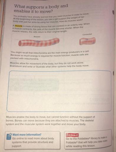 What supports a body and
enables it to move?
You probably have already learned that you need muscles in order to move.
At the beginning of the lesson, you saw a girl support the weight of her
body with just her arms by using her muscles. How do muscles work?
A muscle is made of strong tissue that can contract in an orderly way. When
a muscle contracts, the cells of the muscle become shorter. When the
muscle relaxes, the cells return to their original length.
Contracted
Relaxed
You might recall that mitochondria are the main energy producers in a cell.
Because so much energy is required for muscle function, muscle cells are
packed with mitochondria.
Muscles allow for movement of the body, but they do not work alone.
Brainstorm and write or illustrate what other systems help the body move.
Muscles enable the body to move, but cannot function without the support of
bones. Bones can move because they are attached to muscles. The skeletal
system and the muscular system work together and move your body.
Want more information?
Go online to read more about body
systems that provide structure and
support.
FOLDABLES
Go to the Foldables® library to make a
Foldable that will help you take notes
while reading this lesson.