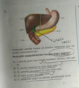 1.
IV
y seara
kesesi
Yukarıdaki şekilde insana ait sindirim sisteminin bazı bö-
lümleri numaralanmıştır.
Buna göre aşağıdakilerden hangisi doğru değildir?
A) I, vücuda giren bazı zehirli maddeleri zararsız hâle geti-
zehirli
rir.
B) II, yutulan besinleri bir süre depo eder.
C) III, sindirim enzimlerini bir süre depo eder.
D) IV, hem iç hem dış salgı üretir.
E) V, sindirimin yoğun bir şekilde gerçekleştiği yerdir.