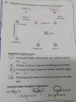 20. Aşağıda arılarda gerçekleşen üreme olayı gösterilmiştir.
Kraliçe ari
2n
Erkek ari
n
Mayoz
bölünme
Mitoz
bölünme
n
Döllenme
n
Yumurta
Partenogenez
2n Zigot
n
Erkek ari
2n
(2n
İşçi ani
Kraliçe ani
Şekildeki bilgilere göre,
Kovandaki bütün erkek arılar aynı kalıtsal yapıda-
dir.
KK Kraliçe ve işçi arı oluşumu modifikasyona örnektir.
III.
Yumurta ve zigot oluşurken kalıtsal çeşitlilik sağla-
nir.
IV Partenogenez erkek ya da dişi arı oluşumunda göz-
lenir.
yargılarından hangileri doğrudur?
A) Yalnız IV Bline III
III ve IV
D) N, III ve IV
E) I, II, III ve IV