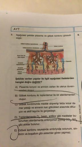 AYT
7.
Aşağıdaki şekilde plasenta ve göbek kordonu gösteril-
miştir.
topidame
A
art.
.
Şekilde verilen yapılar ile ilgili aşağıdaki ifadelerden
hangisi doğru değildir?
A) Plasenta koryon ve amnion zarlan ile uterus duvan-
mundan olusur
B) Göbek kordunu iki