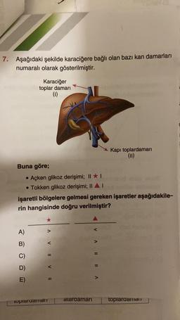 7. Aşağıdaki şekilde karaciğere bağlı olan bazı kan damarları
numaralı olarak gösterilmiştir.
Karaciğer
toplar damari
0
E
Kapı toplardamarı
(11)
Buna göre;
• Açken glikoz derişimi; II
• Tokken glikoz derişimi; II AT
işaretli bölgelere gelmesi gereken işaretler aşağıdakile-
rin hangisinde doğru verilmiştir?
A)
B)
C)
V 11 V HI
VA LIIA
D)
E)
topiardaran
ataraamari
toplaraamat