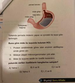 yemek borusu
mide girişi
4
bağ doku
mide çıkışı
mide
kivrimi
is
1.
Onikiparak
bağırsa
Yukarıda şemada midenin yapısı ve içindeki öz suyu gös-
terilmiştir.
Buna göre mide öz suyunda bulunan HCI;
I. Protein sindiriminde görev alan enzimin aktifleşme-
sinde görev alır.
II. Mideye ulaşan mikroorganizmaları yok eder.
III. Mide öz suyuna asidik bir özellik kazandırır.
yukarıda verilen özelliklerin hangilerine sahiptir?
A) Yalnız !
B) II ve III
C) I ve III
E) I, II ve III
D) Yalnız II
Biyoloji Soru Kitabı
