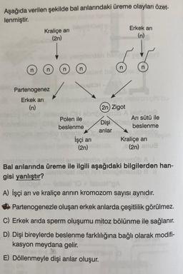 Aşağıda verilen şekilde bal arılarındaki üreme olayları özet-
lenmiştir.
Kraliçe ari
Erkek ari
(n)
(2n)
nh
n
ontb
ON
Partenogenez
Erkek ari
(n)
ite
(2n) Zigot
Habric
Dobile
Polen ile
Ari sütü ile
Dişi
beslenme
beslenme
arilar
İşçi ari
Kraliçe ari
(2n)
(2n)nue
novi
femellatonineb
Bal arılarında üreme ile ilgili aşağıdaki bilgilerden han-
gisi yanlıştır?
ODA
be
A) İşçi arı ve kraliçe arının kromozom sayısı aynıdır.
Partenogenezle oluşan erkek arılarda çeşitlilik görülmez.
C) Erkek arıda sperm oluşumu mitoz bölünme ile sağlanır.
D) Dişi bireylerde beslenme farklılığına bağlı olarak modifi-
kasyon meydana gelir.
E) Döllenmeyle dişi arılar oluşur.
