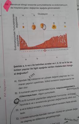 28. Menstrual döngü sırasında yumurtalıklarda ve endometriyum-
da meydana gelen değişimler aşağıda görülmektedir.
Ovulasyon
a
b
C
IV
değişiklikler
Endometriyumdaki Yumurtalıklardaki
değişiklikler
1 2 3 4 5 6 7 8 9 10 11 12 13 14 15 16 17 18 19 20 21 22 23 24 25 26 27 28
C
b
a
Şekilde a, b ve c ile belirtilen evreler ve I, II, III ve IV ile be-
lirtilen yapılar ile ilgili aşağıda verilen ifadelerden hangi-
si doğrudur?
FSH
Prf Yayınları
A) Kandaki H miktarının en yüksek değere ulaşması ile I nu-
maralı yapının uyarılması, folikül evresinin başlamasına ne-
den olur.
11
C
B) Il numaralı yapının içerisindeki hücre, mayozu tamamlamış,
döllenmeye hazır, olgun yumurtadır.
metefazl
Il ve Ill numaralı yapılardan salgılanan hormonlar, endomet-
riyumda b ve c evrelerinde görülen değişimlerde etkili olur.
D) a ve b folikül evresini, c korpus luteum evresini ifade etmek-
tedir.
Kalinlastirir
E) cevresi sonunda kandaki östrojen düzeyi en yüksek değe-
re ulaşmış ve döllenme gerçekleşmiştir.