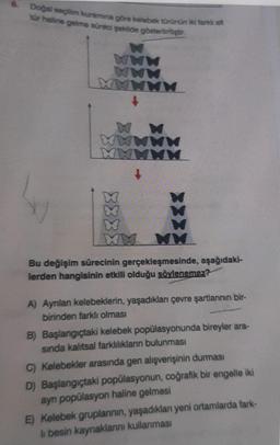 8 Dogal seçim kuramına göre kelebek türünun ilk tarkal
tür haline gelme süreci şekilde göstering
WWW
WWW
WWW
W
w WWWW
WWWW
8888
WW WW
Bu değişim sürecinin gerçekleşmesinde, aşağıdaki-
lerden hangisinin etkili olduğu söylenemez?
A) Aynlan kelebeklerin, yaşadıklan çevre şartlannin bir-
birinden farklı olması
B) Başlangıçtaki kelebek popülasyonunda bireyler ara-
sinda kalıtsal farklılıklarn bulunması
C) Kelebekler arasında gen alışverişinin durması
D) Başlangıçtaki popülasyonun, coğrafik bir engelle iki
ayn popülasyon haline gelmesi
E) Kelebek gruplannin, yaşadıklan yeni ortamlarda fark-
li besin kaynaklarını kullanması