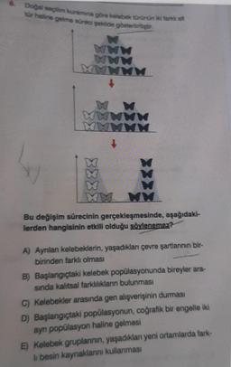 8 Dogal seçim kuramına göre kelebek türünun ilk tarkal
tür haline gelme süreci şekilde göstering
WWW
WWW
WWW
W
w WWWW
WWWW
8888
WW WW
Bu değişim sürecinin gerçekleşmesinde, aşağıdaki-
lerden hangisinin etkili olduğu söylenemez?
A) Aynlan kelebeklerin, yaşadıklan çevre şartlannin bir-
birinden farklı olması
B) Başlangıçtaki kelebek popülasyonunda bireyler ara-
sinda kalıtsal farklılıklarn bulunması
C) Kelebekler arasında gen alışverişinin durması
D) Başlangıçtaki popülasyonun, coğrafik bir engelle iki
ayn popülasyon haline gelmesi
E) Kelebek gruplannin, yaşadıklan yeni ortamlarda fark-
li besin kaynaklarını kullanması
